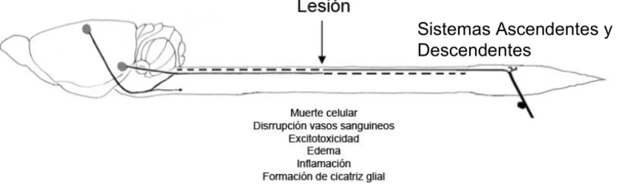 Figura 2. Representación esquemática de médula espinal dañada donde se indican los  principales procesos degenerativos que ocurren luego de un daño (modificada de Hagg  y Oudega, 2006).	
  