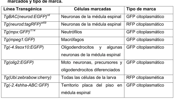 Tabla 1. Líneas transgénicas del pez cebra utilizadas en esta tesis, tipos celulares  marcados y tipo de marca.	
  