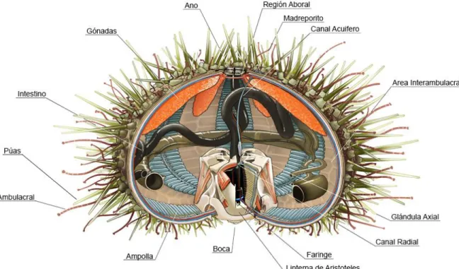 Figura 2. Anatomía interna general de un erizo de mar. Imagen representativa de la anatomía  interna general de un erizo de mar (Echinodermata: Echinozoa) (IFOP, 1998)