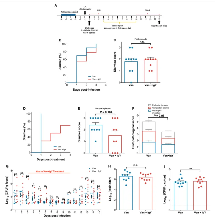 FIGURE 7 | Oral administration of anti-spore IgY in combination with vancomycin delays the occurrence of recurrent CDI in a murine model