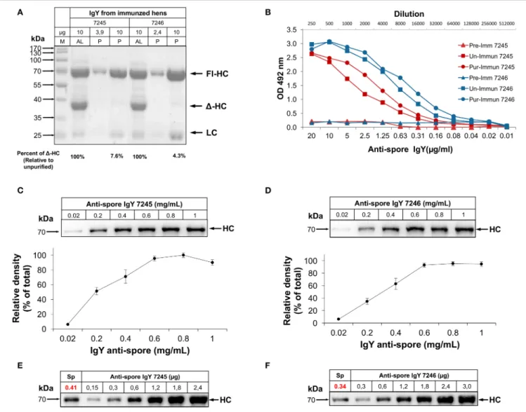 FIGURE 1 | Characterization of anti-spore IgY specificity against C. difficile spores