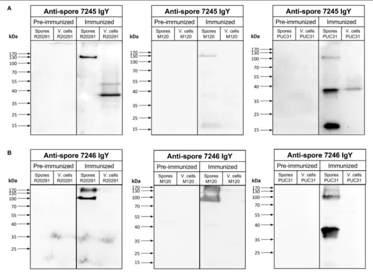 FIGURE 2 | Immunoreactivity of anti-spore IgY against C. difficile spores and vegetative cells