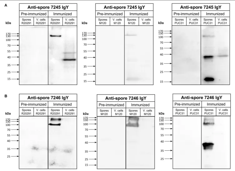 FIGURE 2 | Immunoreactivity of anti-spore IgY against C. difficile spores and vegetative cells