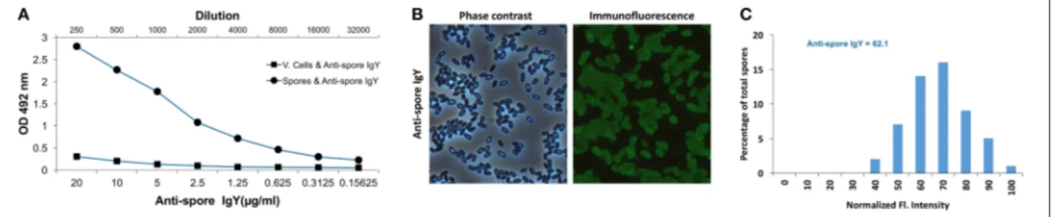 FIGURE 3 | Characterization of immunoreactivity of anti-spore IgY against C. difficile spores