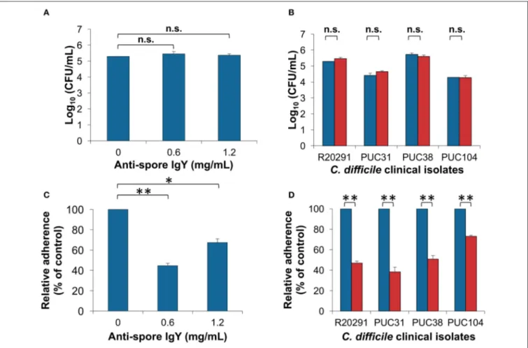 FIGURE 4 | Effect of anti-spore IgY on C. difficile spore-colony formation and adherence to intestinal epithelial cells