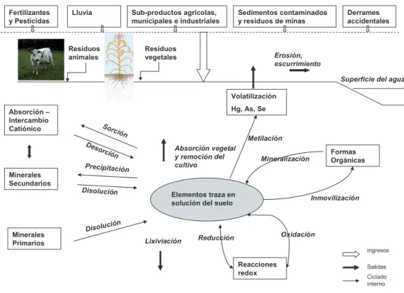 Figura 1.3.2.1: Ciclo generalizado de los metales pesados del suelo. Adaptado de  Pierzynski et al