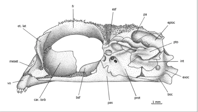 Figura 1. Vista lateral del neurocráneo de H. chilensis, los extraescapulares y el postemporal no están representados / Lateral view of the neurocranium of H
