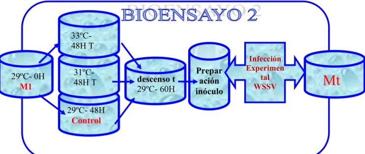 Figura 6. Esquema del Bioensayo 2. 