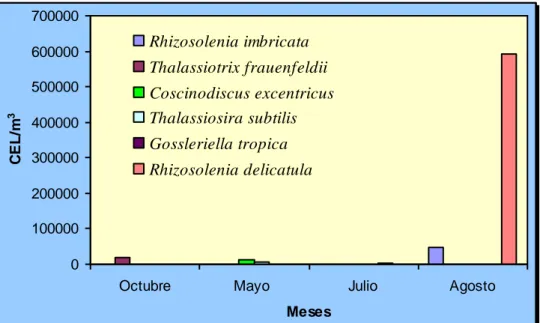 Figura 11. Distribución mensual de las principales especies de diatomeas  (mañana) en la bahía de Santa Elena (La Libertad) 