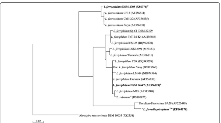 Fig. 1 Phylogenetic affiliation of 16S rRNA gene sequences highlighting the position of L