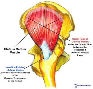 Ilustración I. Anatomía del glúteo medio 