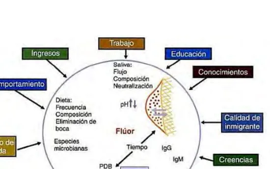 Figura N°2: Diagrama ilustrativo del influjo reciproco entre gran diversidad de factores determinantes, los  que en un momento dado pueden alterar el factor etiológico: presencia de placa dentobacteriana
