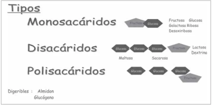 Figura 5. Tipos de hidratos de carbono.