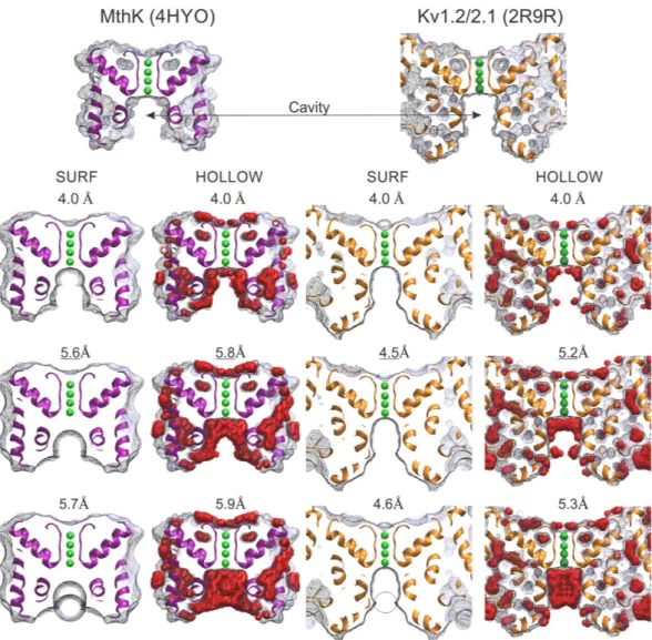 Figure 1.  The effective opening radius in two K-channel structures. Shown are ~5 Å slabs of the molecular  surface of the large conductance bacterial channel MthK (PDB: 4HYO) and the chimeric Kv1.2/2.1 voltage gated  K-channel (PDB: 2R9R)