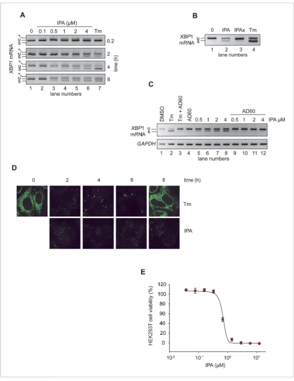 Figure 2. IPA activates the IRE1 branch of the unfolded protein response (UPR) in HEK293T cells