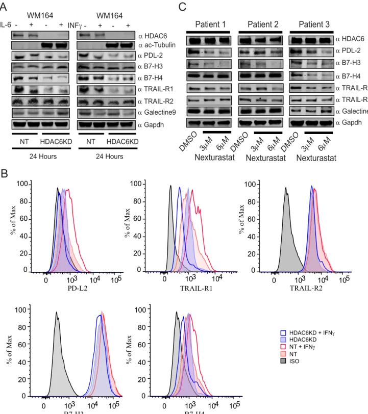 Figure 7 e Manipulation of HDAC6 modulates the expression of membrane co-stimulatory molecules and other regulatory proteins
