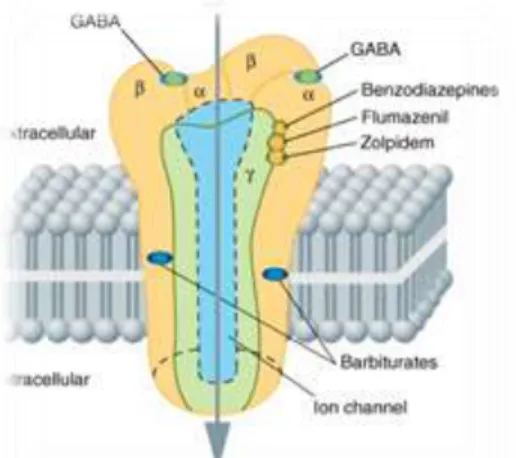 Fig. N°1 Subunidades del Receptor GABA 
