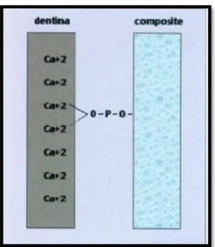 Fig. 3: Unión química de adhesivo universal entre dentina y composite. Representando la  unión establecida por la reacción entre el fosfato del adhesivo y el calcio de la estructura  dental