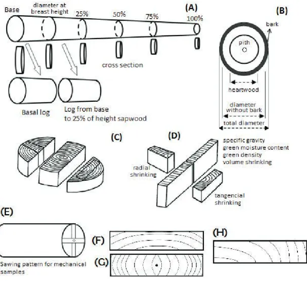 Figure 1. Sampled trees (A), diametrical measures (B), sampling for physical properties determination and shrinking (C-D), sawing  pattern used for mechanical properties determination (E), tangential grain (F), radial grain (G) and oblique grain (H).