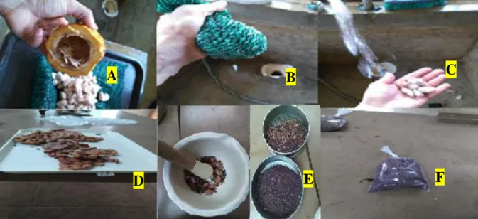 Figura 1.  Preparación de las muestras de las semillas de cacao en laboratorio.  Extracción  de semillas y eliminación de placenta (A), eliminación de mucílago de la semilla  (B), lavado de muestra (C), secado del  grano (D), molido del grano  y tamizado  