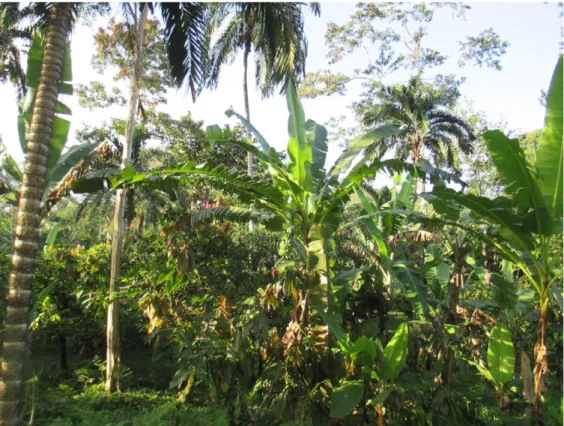 Figura  3.  Ejemplo  de  un  sistema  de  cultivo  de  múltiples  estratos:  en  un  sistema  agroforestal  en  la  región  de  Talamanca  en  Costa  Rica  (fotografía  de  Ricardo  Salazar)