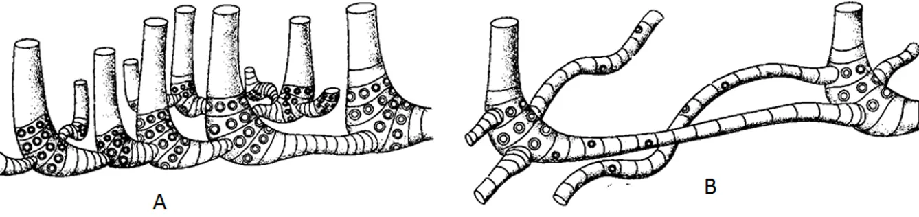 Figura 2. Tipos de rizoma paquimórfico. A. Comportamiento paquimórfico entrelazado B. Comportamiento paquimórfico  disperso (Kochhar 1998).