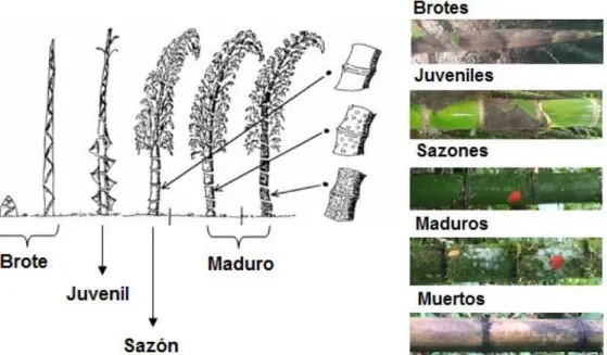Figura 2. Clasificación visual de los culmos de bambú según su estado de madurez. Adaptado de Botero,  s.f