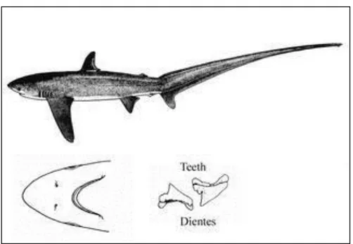 Fig 2.-  Diagnóstico de Alopias pelagicus