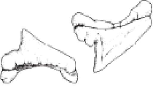 Fig 3.- Dientes superior e inferior. Tomado de la FAO, 2002.   