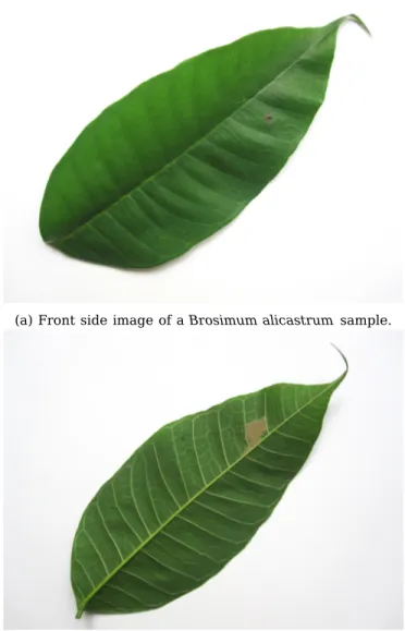 Figure 1: Difference between sides of the same leaf specimen of Brosimum alicastrum.