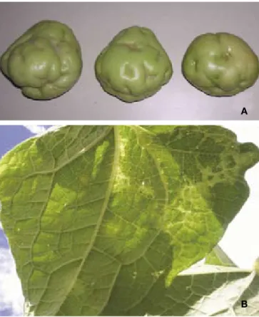 Figura 1. Expr­esión del Vir­us del Mosaico del Chayote (ChMV),  (A) en  fr­utos y (B) hojas de chayote.