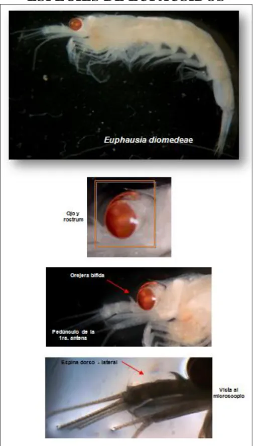 Foto 3. Estructura de Euphausia diomedeae 