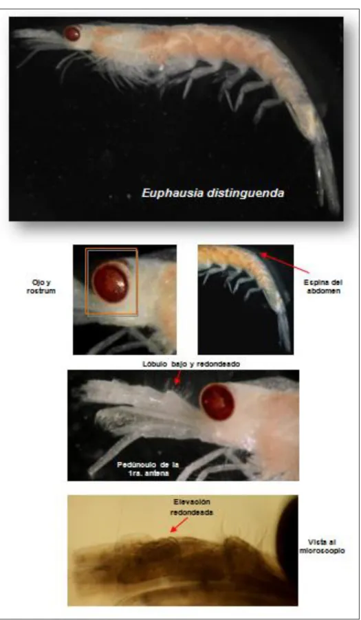 Foto 4. Estructura de Euphausia distinguenda 
