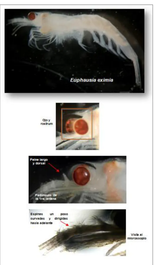 Foto 5. Estructura de Euphausia eximia