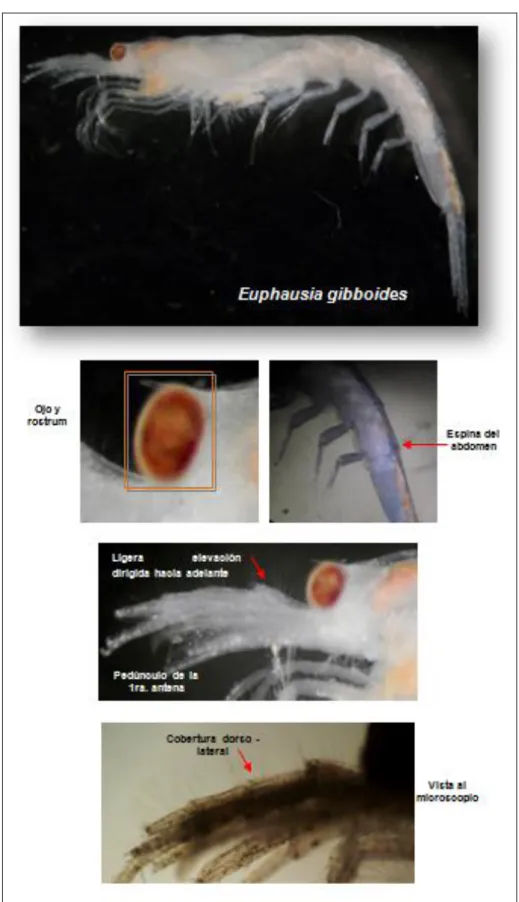 Foto 6. Estructura de Euphausia gibboides 
