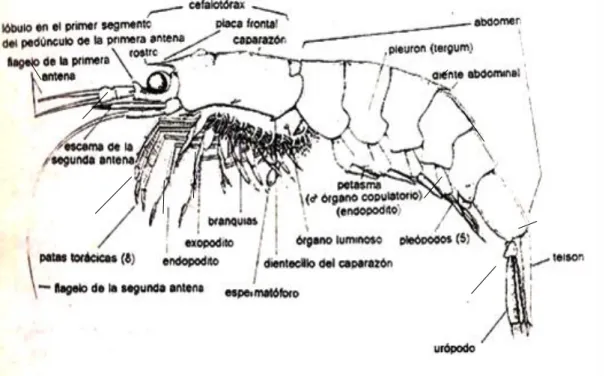 Figura 1. Morfología general de un eufáusido 
