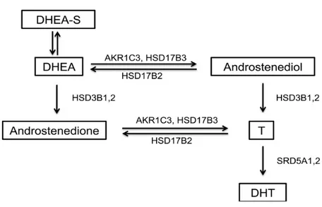 Figura 1. Producción de Testosterona y DHT a partir de DHEA.                   