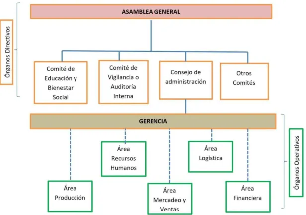 Figura 1. Estructura de Gestión de Cooperativas, Infocoop, 2017 