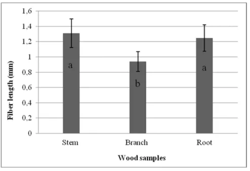 FIGURE 3 - The average of fiber diameter in stem, branch and root wood 