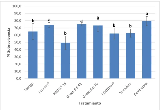 Figura 7.   Efecto  de  promotores  de  rizogénesis  comerciales  en  el  porcentaje  de  sobrevivencia de esquejes de raicilla, Moravia, Cutris, San Carlos, 2019