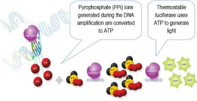 Figura 3. Proceso enzimático de Detección Molecular 3M ™ (1. Los iones de pirofosfato generados  durante la amplificación de ADN son convertidos a ATP 2