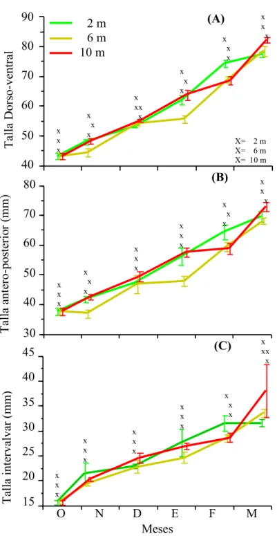 Figura 7. Variación mensual de la talla dordo-ventral (A), talla anterio-posterior  (B)  y  talla  intervalvar  (C)  de  la  concha  nacar  P