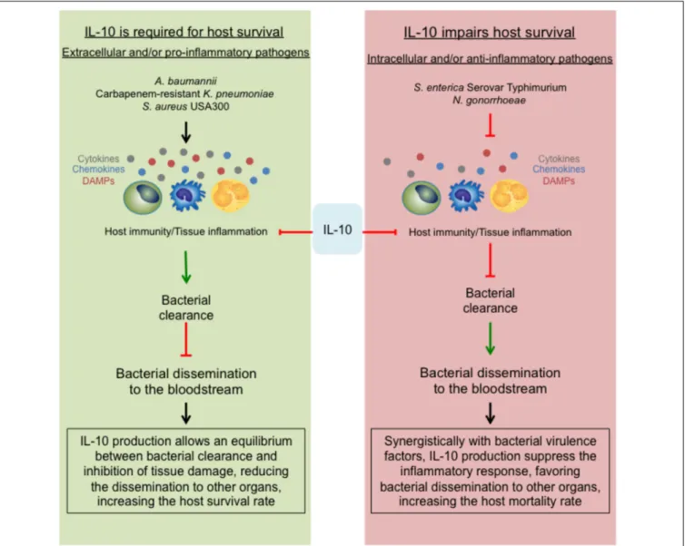 FIGURE 2 | The opposing role of the anti-inflammatory effect of IL-10. During MDR bacterial infections, the suppressive role of IL-10 can lead into two different outcomes