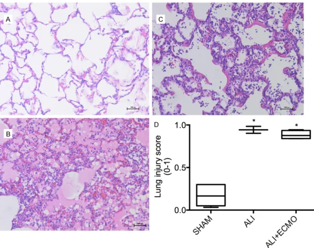 Figure 2. Histologic evaluation of lung sections. Representative histologic examinations of lung samples obtained  from the dependent region of the right middle lobe of animals from the SHAM (A), ALI (B) and ALI + ECMO (C) groups