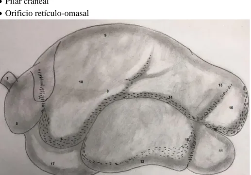 Figura  #  13.  Anatomía  del  Rumen  (1=Esófago;  2=Cardias;  3=Surco  retícular;  4=Orificio  retículo  omasal;  5=Retículo;  6=pliegue  reticuloruminal; 7=Saco craneal del rumen; 8=pilar craneal; 9=saco dorsal; 