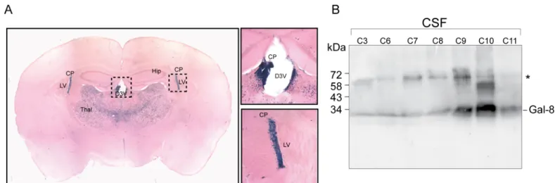 Fig 6. Gal-8 expression in mouse brain and presence in human CSF. (A) Histochemistry of β-gal staining reveals Gal-8 expression in several regions of the mouse brain (S1 Table)