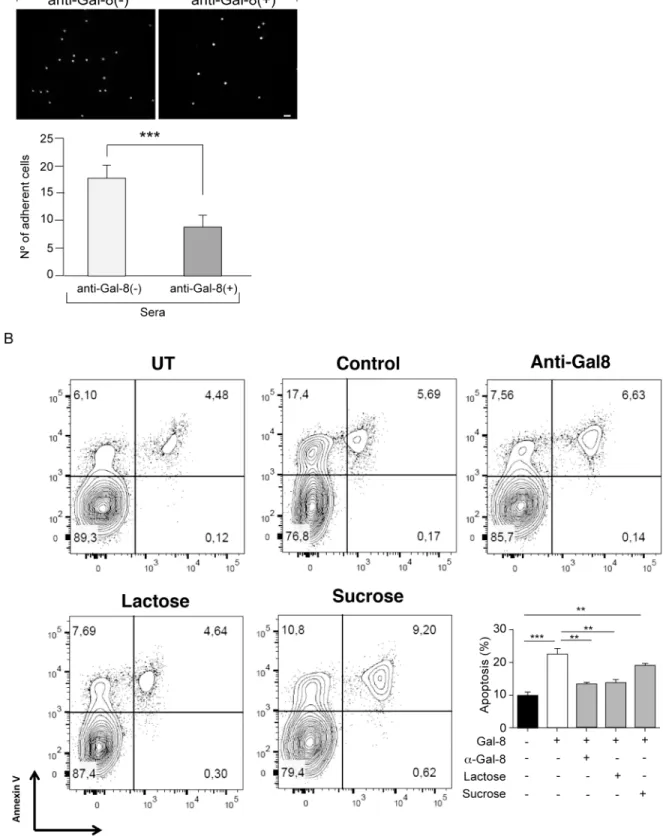 Fig 8. Function-blocking activity of anti-Gal-8 autoantibodies. (A) Anti-Gal-8(+) sera block the adhesion of PBMC to Gal- Gal-8-coated coverslips