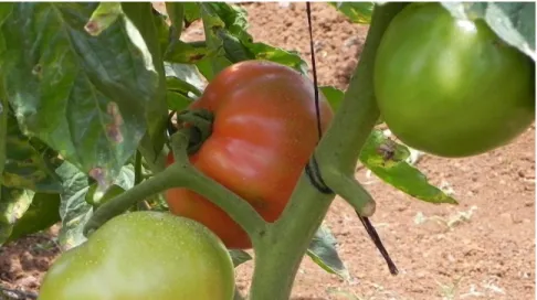 Figura  24. Amarra a planta de tomate 