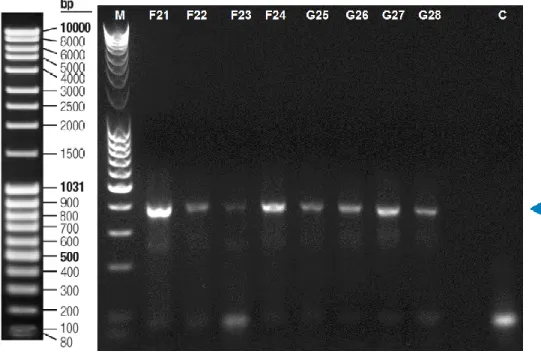 Figura  14.  Electroforesis  en  gel  de  agarosa  al  1,5%  de  los  productos  de  PCR  con  imprimadores universales de Eukarya de la Planta de Harina y de la Entrada General de los  estanques, los cuales están codificados como F22-F24 y G25-G28