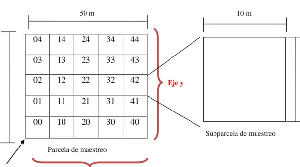 Figura 1. Forma y dimensiones de las parcelas y subparcelas a utilizar con su respectiva numeración